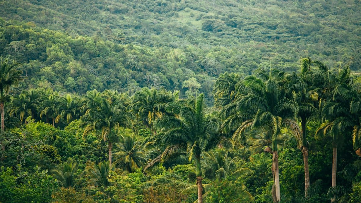 Can We Replant the Amazon in a Decade?