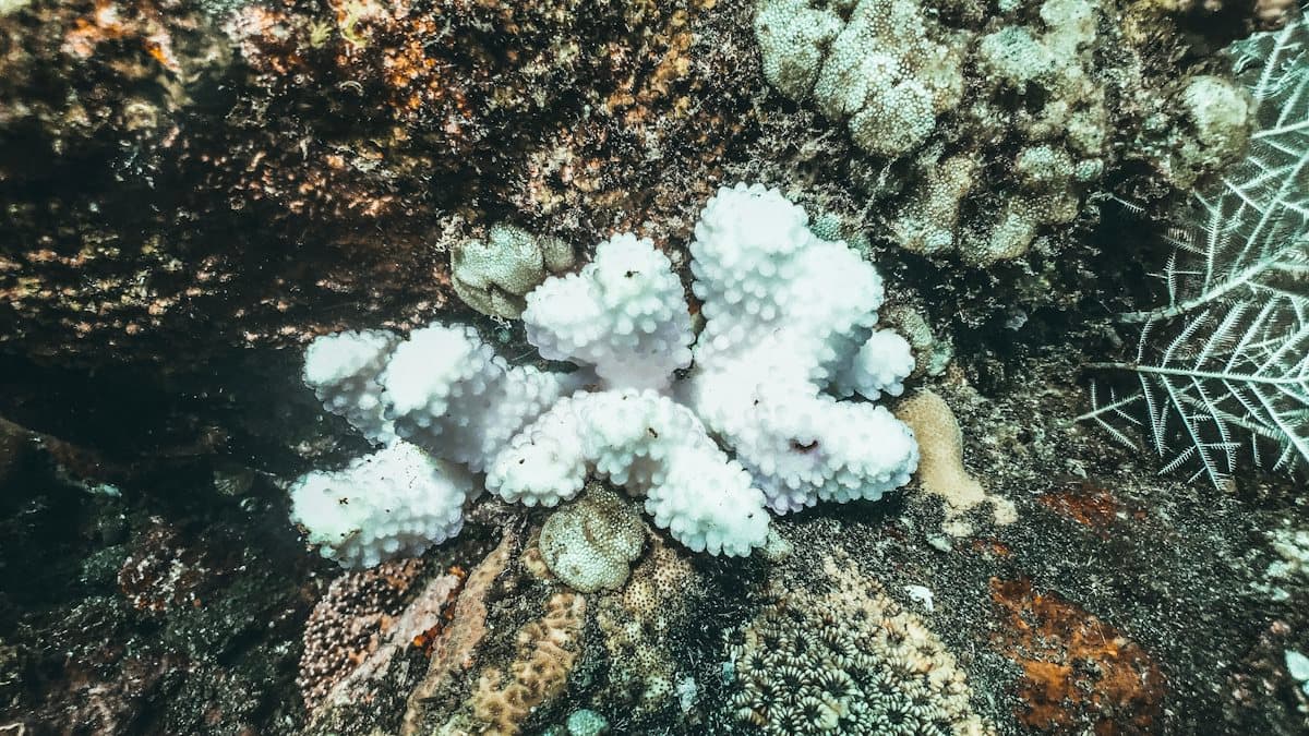 Coral Bleaching, Explained: Why Reefs Turn White and What Can Still Save Them