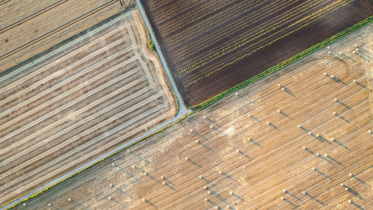 NDVI Explained: Formula, Values and Bands for Landsat 8 and Sentinel-2
