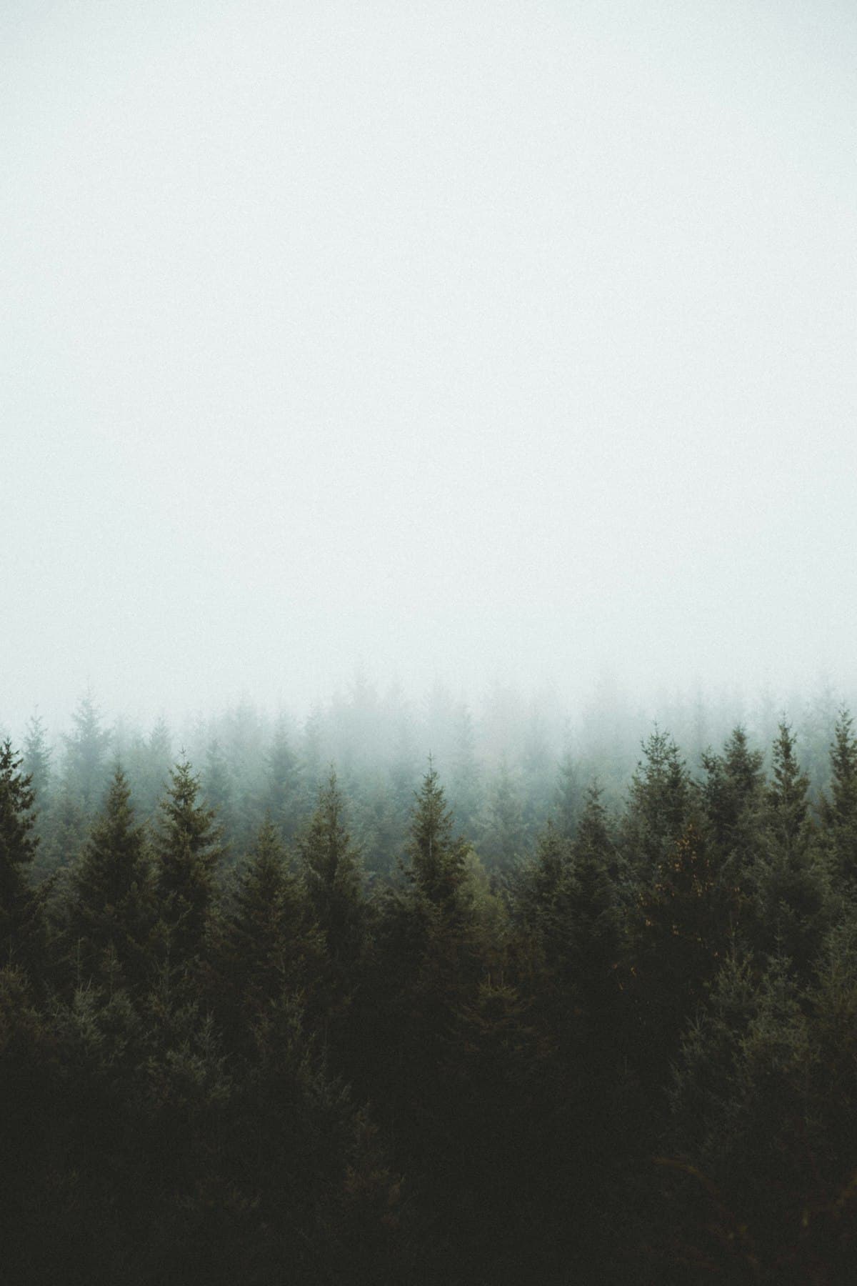 The Ghost Forests: Mapping the Silent Death of Coastal Pines