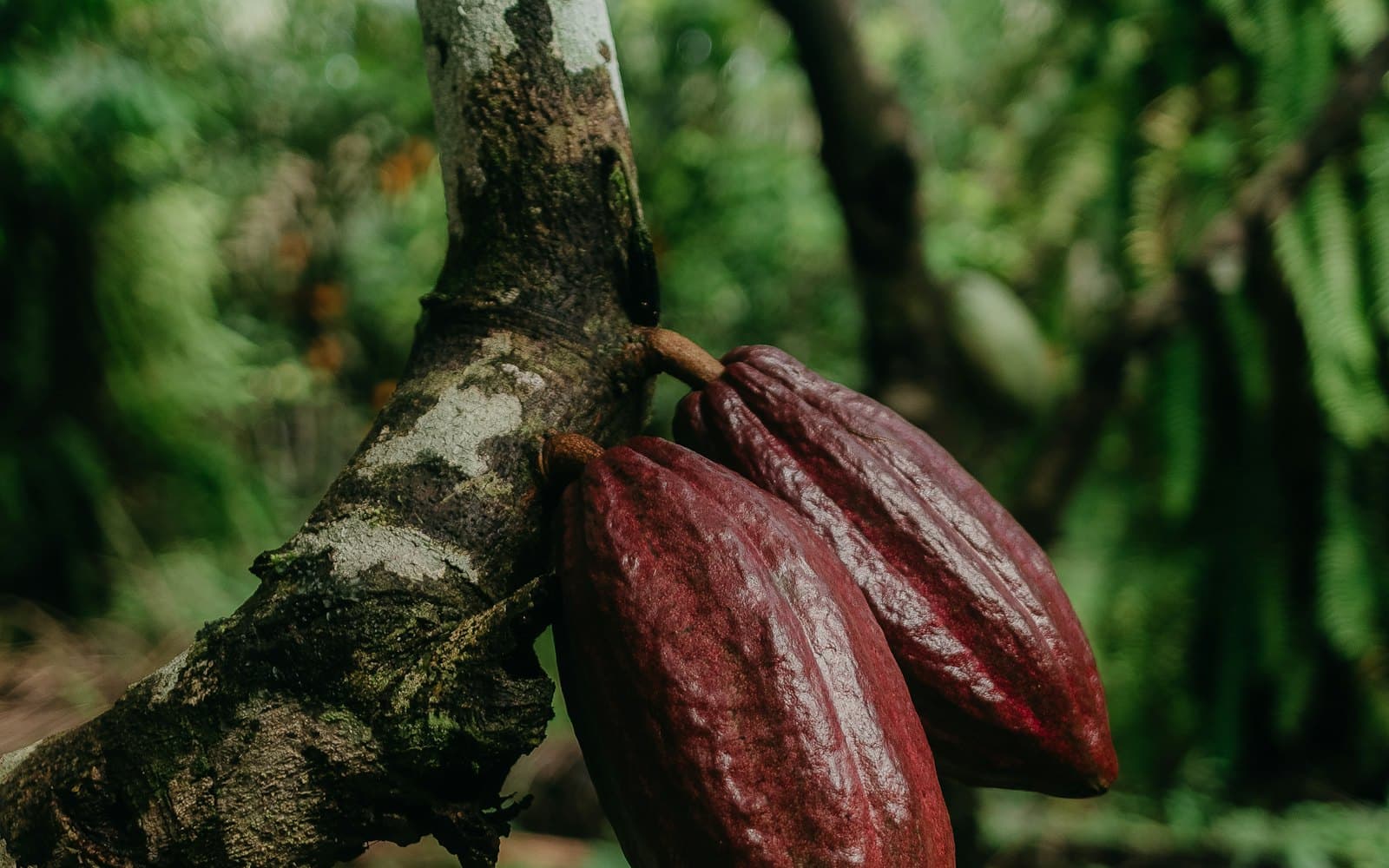 EUDR 2026: What the EU Deforestation Regulation Requires from 30 December